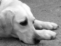 Casal separado deve compartilhar guarda de cachorro